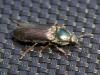 Selatosomus latus